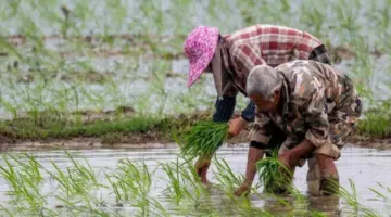 زراعة شتلات الأرز أثناء موسم الزراعة الربيعية في جنوب شرقي الصين – شبكة فلسطين للأنباء